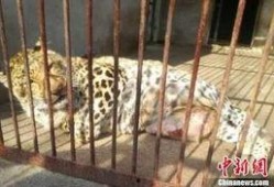 长春动物园爆料视频大全,萌宠瞬间，欢乐无限