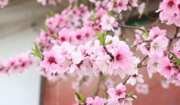 桃花爆料大百科最新一期,揭秘最新一期精彩内容